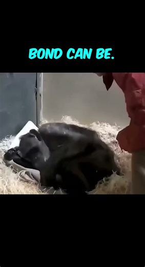 Elderly Chimp Recognizes Her Caregiver One Last Time