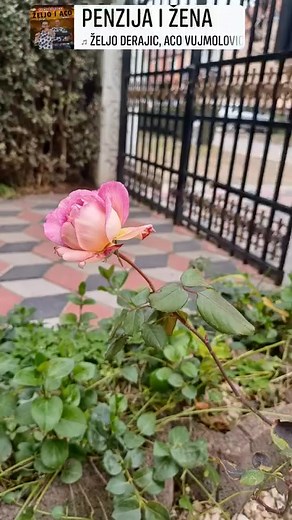 74K views · 712 reactions | Zlata Markovic on Reels | Facebook