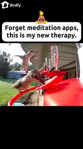 30 hummingbirds buzzing around is the only white noise I need. 🔊❤️‍🩹 ©️Video footage credit to Birdfy user. #birds #birdlovers #hummingbird #birdreels #funnyvideosdaily #nature #wildlife | Birdfy by Netvue