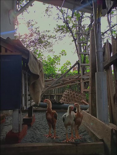 Update terbaru# tiga bersaudara #anak ayam bangkok#pama #darahpama #pamangon #pamaiq #bangkoknusantantara