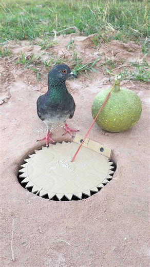 How to Make a Unique Creative Pigeon Trap from Cardboard
