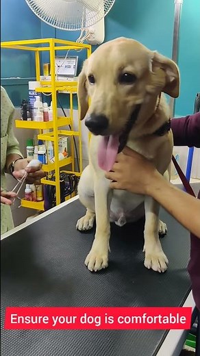 How to clean dog ears at home