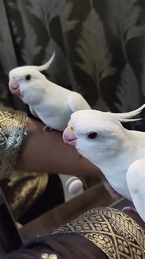 Albino cockatiel singing cookie song #viral #parrot #birds #minivlog #shorts #funny#pets #cockatiel