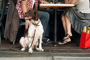 10 Best Dog-Friendly Restaurants and Bars in NYC