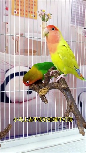 “OMG My Parrot Said WHAT?! 😱😂”“You Won’t Believe This Cute Parrot’s Reaction! 🐦💛”“My Parrot’s Funn