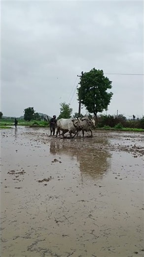 Farming Bull ❤️🥰🥰