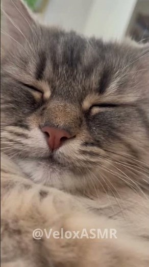 ASMR: Som Relaxante de Gato Ronronando