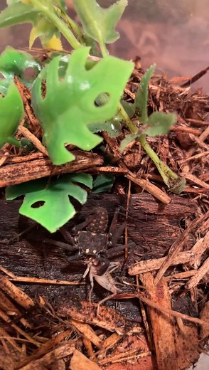 #Phrynuswhitei #Phrynus #tailesswhipscorpion #arachnid #arachnida #arachnids #amblypygi #amblypygid #Hyalophoracecropia #Hyalophora #moth #moths #foryoupage #caterpillar #viral #moth #viralfy #queen #lepidoptera #fypviral #moth #nature #butterfly #macro #insects #insect #art #moths #lepidoptera #naturephotography #mothsofinstagram #wildlife #entomology #tattoo #butterflies #mothtattoo #insectsoftiktok #macrophotography #memes #caterpillar #photography #bugs #insectphotography #illustration #arti