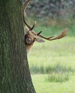 Comedy Wildlife Photography Awards on Reels