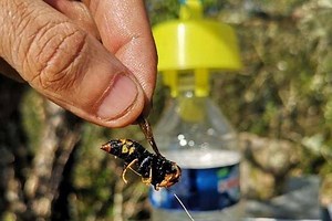 Où trouver des pièges à frelons asiatiques gratuitement en France ?