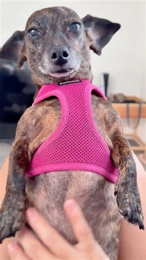 ASMR Puppy Belly Massage✨Featuring Rosie🐶