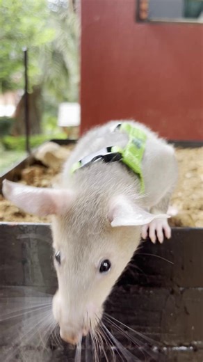 APOPO uses #clickertraining to train #HeroRATs. Young rats first hear clickers and receive rewards in order for them to associate the sound of the "CLICK" with food, and later on, be motivated to carry out trained actions such as searching out a target scent. During training, young Remy enjoys his reward of mashed banana and avocado (mixed with crushed pellets) from the syringe. #scentdetection #clickertraining #positivereinforcement #powerfulnose #animaltraining #animalheroes | APOPO