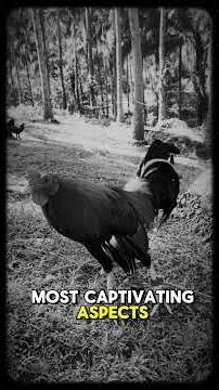 The Timeless Story of Gamefowl | From Ancestry to Modern Lines#GamefowlHistory