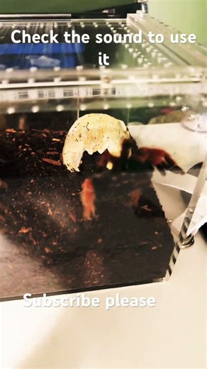 Mexican fireleg tarantula #brachypelma #boehemi