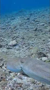 നീരാളികളുടെ അത്ഭുത ജീവിതം Octopus: Master of Disguise & Genius of the Sea #facts #octopus #wildlife