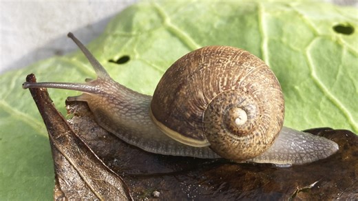 Can you spot the unique feature on this garden snail that makes it so rare?