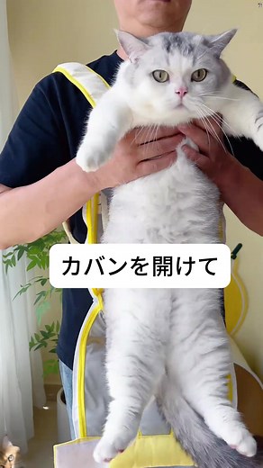 この猫カバンがあってから、猫も外に出るのが好きになったんだよ #猫カバン#犬カバン#猫散歩#ペット用品#可愛いペットグッズ#fyp#かわいい