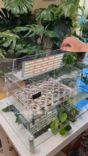 plantstagram.ish | COMMENT “LIST” FOR LINKS! SAVE THIS IDEA! Let’s make a DIY corm/propagation box! Compatible with seeds as well! Customized reptile box... | Instagram