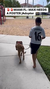🚨🚨MIAMI FL -URGENT FOSTER NEEDED FOR MAXI‼️ We urgently need a foster home for Maxi until June 24, when his trainer Tomás returns from vacation.💛 Maxi is wonderful with kids, people, and other dogs. He’s truly a sweet and gentle soul.⏳ This is urgent: he cannot go to a boarding facility right now, as it would undo all the progress he’s made in his training.📢 If necessary, we are willing to pay for his care.Please, we just need a safe and calm place for him for these days.👉 Contact Carla 305