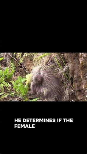 Swiping Right: The Tinder Trials of Male Porcupines