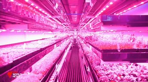 Indoor vertical farming touted as future source of produce