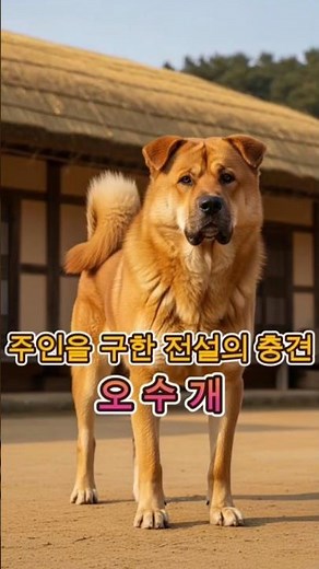 The Story of the Osugae, the Legendary Loyal Dog of Korea #Osugae #LoyalDog #KoreanNativeDog #Kor...