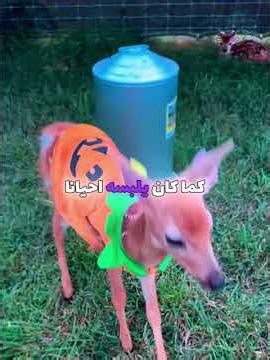 رجل ينقذ غزالة عالقة في سياج! 🦌 #shorts