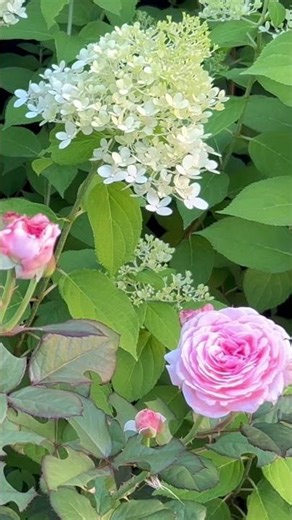 Beautiful summer Romance Rose ￼