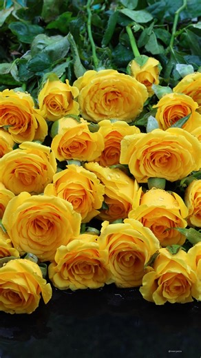 Yellow Roses | Roses