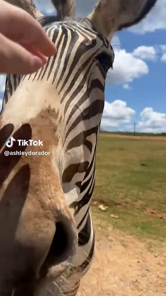 Exploring the Fascinating Life of Zebras