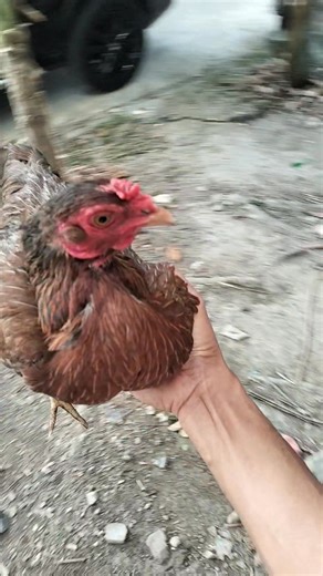 Si putih juga tidak kalah gacor pagi ini pada percobaan pertama dengan si coklat langsung kawin | Teger Punar