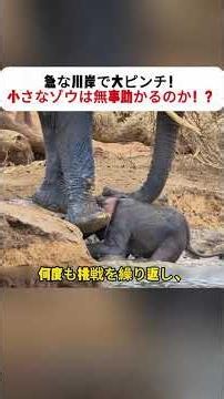 急な川岸で大ピンチ！ 小さなゾウは無事助かるのか！？ #アフリカ #動物ドキュメンタリー #サバイバル #ゾウの群れ #自然界