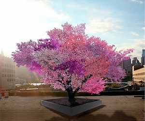 Tree of 40 Fruit - Alchetron, The Free Social Encyclopedia