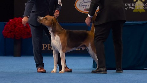 2025 NDS: English Foxhound