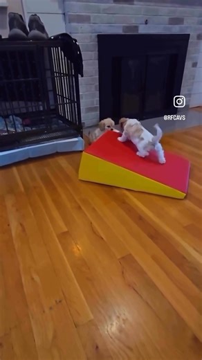 Good Morning! ☀️ BLENHEIM CAVACHON IS AVAILABLE! Contact us for more details! 🐶❤️🥰 #cavalierkingcharlesspaniel #cavalier #cavalierlove #dog #puppy #love #boston #providence #newengland #connecticut #massachusetts #capecod #newjersey #newyork #florida #tricolorcavalier #blenheimcavalier #blackandtancavalier #rubycavalier #chocolatecavalier #cavaliersociety #family #home #cavscoffeeandcocktails #crownedcompanion #culinarycavalier #toocute #cavachons Royal Flush Cavaliers www.royalflushcavaliers.