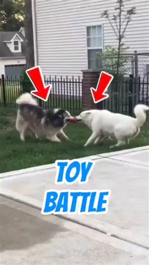 🎥 “I Tried to Stop Them… But the TOY DRAMA Was REAL 😂🐕🐕” #shorts #dogs #funny
