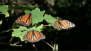 Wildlife researchers in Mexico say for the first time since 2020, the critically endangered monarch butterflies increased in population. For decades the fluttering orange and black migrants have been in decline, but a new study shows there were 35% more insects last winter in the forests they migrate to. | Inside Edition