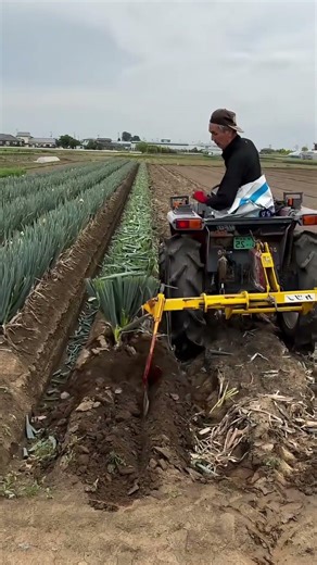 Tractor Mounted Leek Harvester Loosening Soil and Lifting Crops Process
