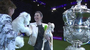 387K views · 10K reactions | It’s the moment we’ve all been waiting for, as the #Crufts 2016 Best In Show winner is announced! | Crufts | Facebook