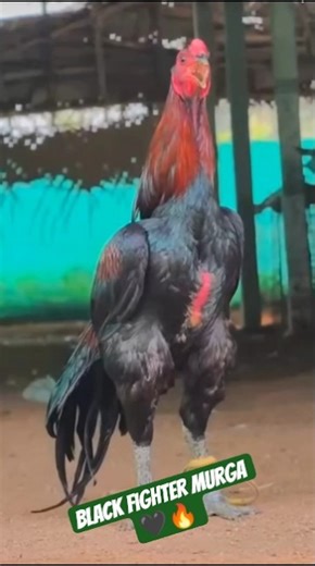 Black Fighter Murga 🖤🔥 | Full Power Attitude & Royal Body Structure |#shorts #murga #aseel #viral .