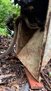 Cobra Climbing On Tree😳 #outdoors #reptile #snake | Swapnil Khatal