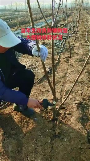 tree pruning#treepruningtips #Gardening #pruning #Satisfying | tree