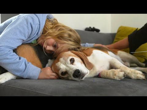 Family welcomes beagle back home after surgery