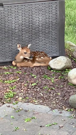 Quand maman biche vient te présenter son bébé faon 🌱🪻🌿 Crédit 🎥 : @snowfrickenwhite #tendresse #mignon #mignonnerie #amour #biche #faon #cerf | La vie en Positif by Patricia