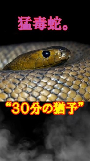 インランドタイパン｜噛まれると30分で…世界最強クラスの毒蛇