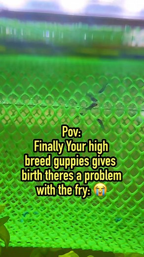 they look like snakehead fry than a guppy fry😂😂 #guppy #guppyfish #guppies #fishkeeper #fishkeeping #fishtank #viral #trending | Albert's Guppy Adventure