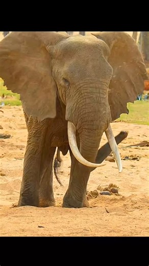 Elephant using tricks to enjoy Filtered water #wildlife #jungle #animals #naturelovers #nature #facts #documentary #elephant | Wondersofjungle