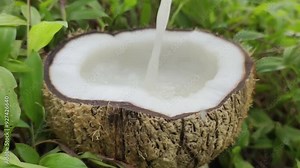 Milk pouring from top into a half open raw coconut piece white pulp, meat or flesh isolated on a green background. Coconut fruit juice, oil or water spill and splash concept. Closeup macro side view.