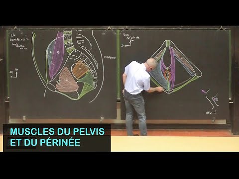 Anatomie des muscles du pelvis et du périnée (Pelvis 4)