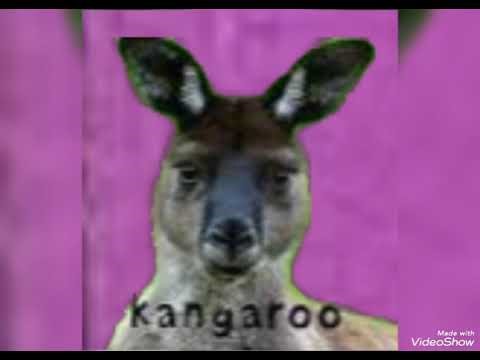 Priddy books animals white cat face herd brown kangaroos